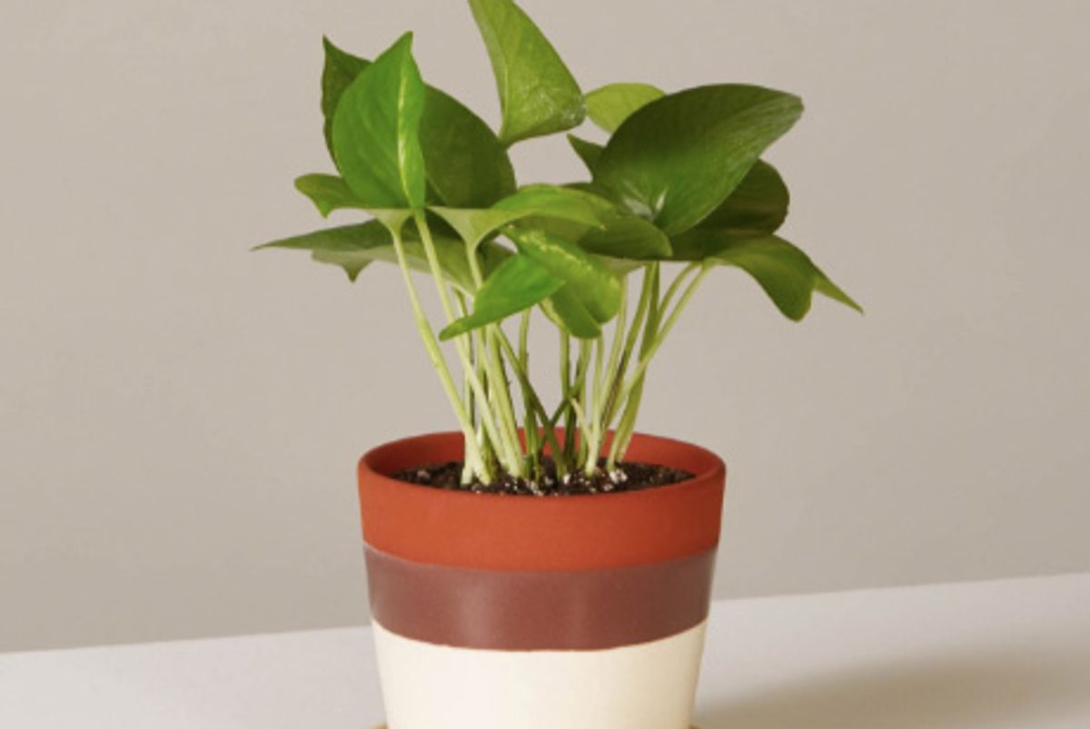 the sill pothos jade in august planter