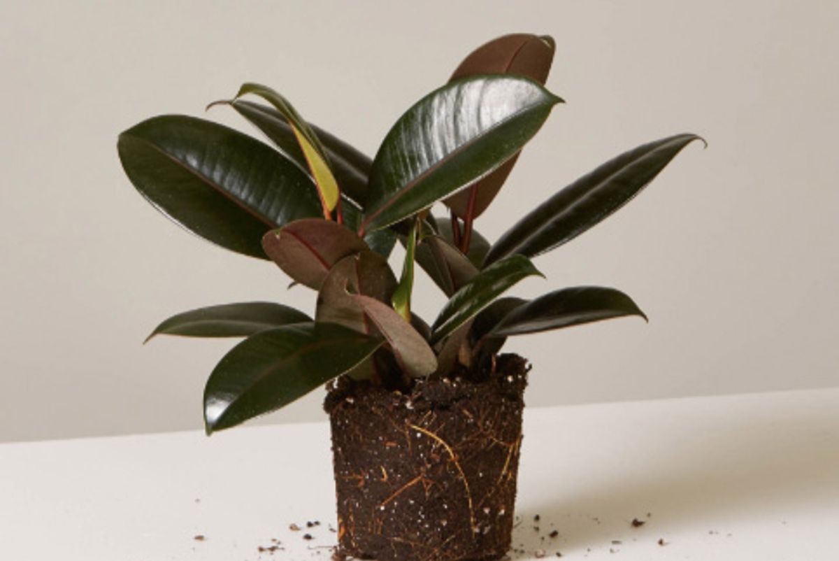 the sill rubber tree