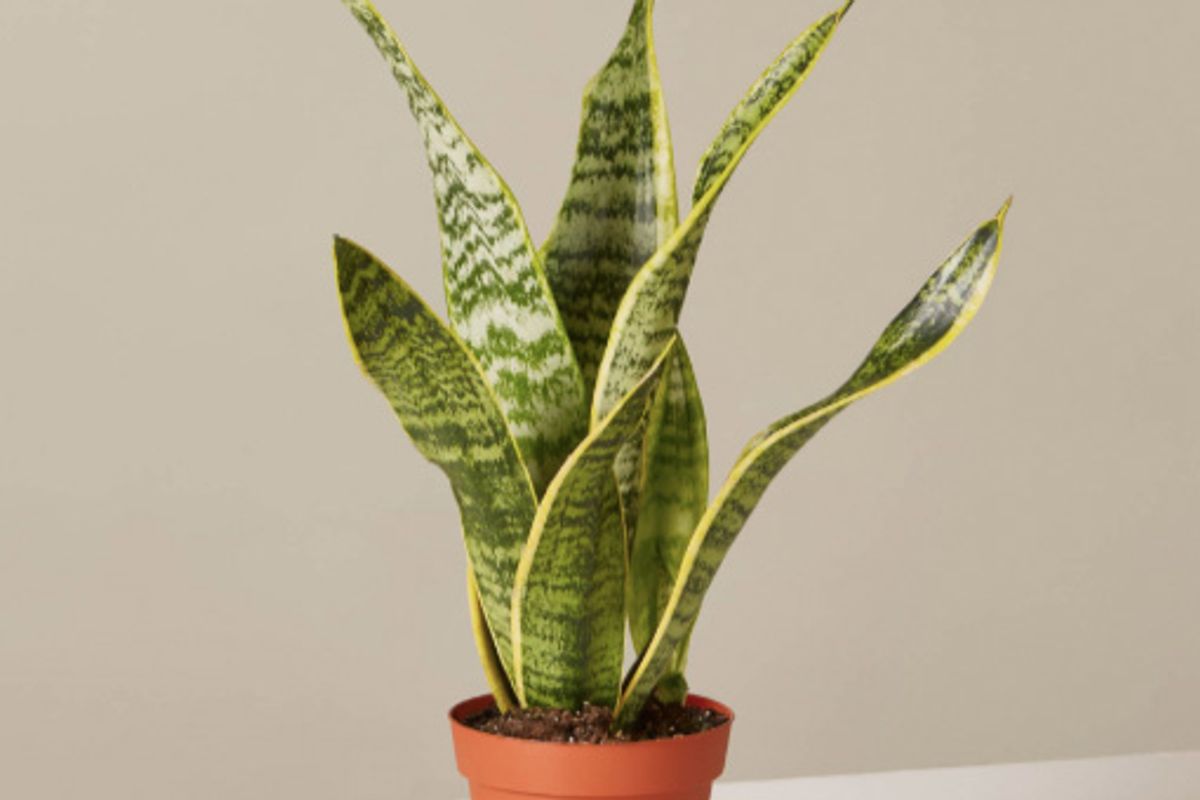 the sill snake plant laurentii