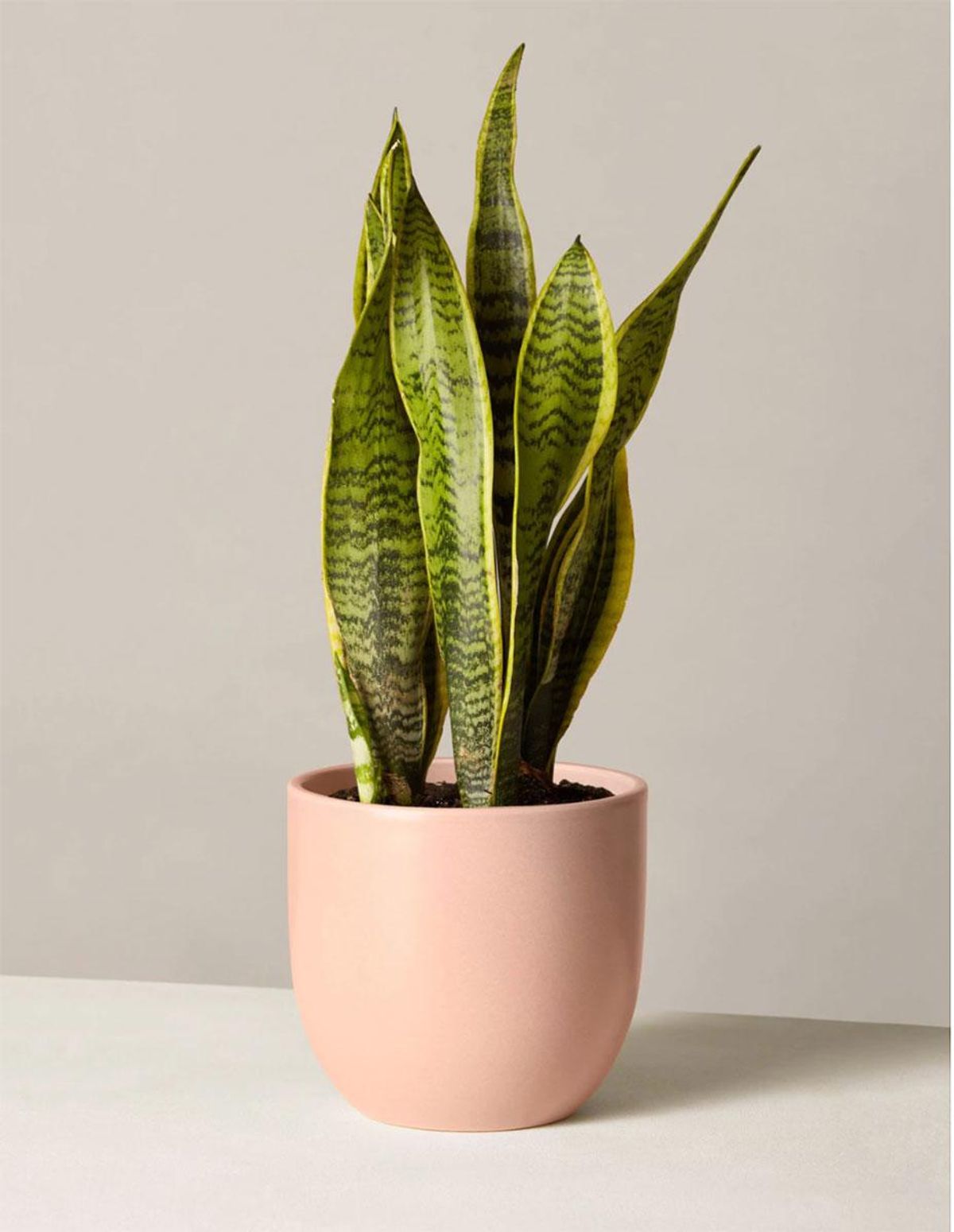 the sill snake plant laurentii