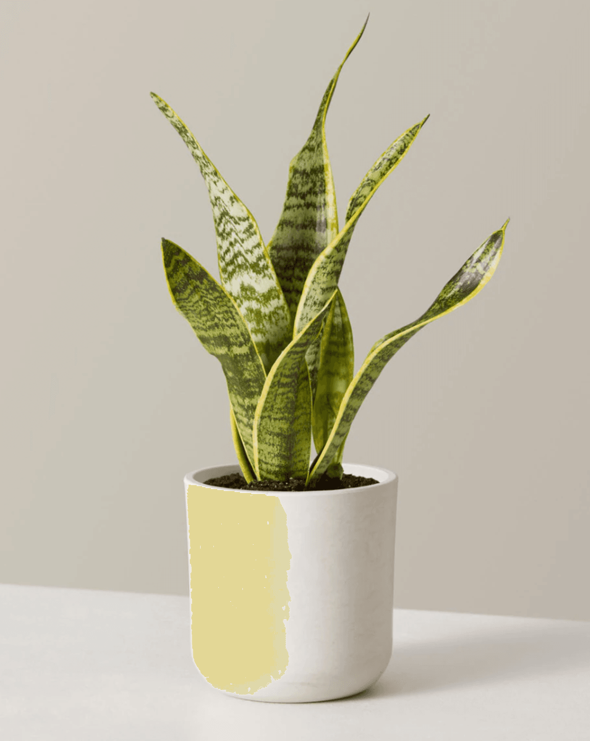 the sill snake plant