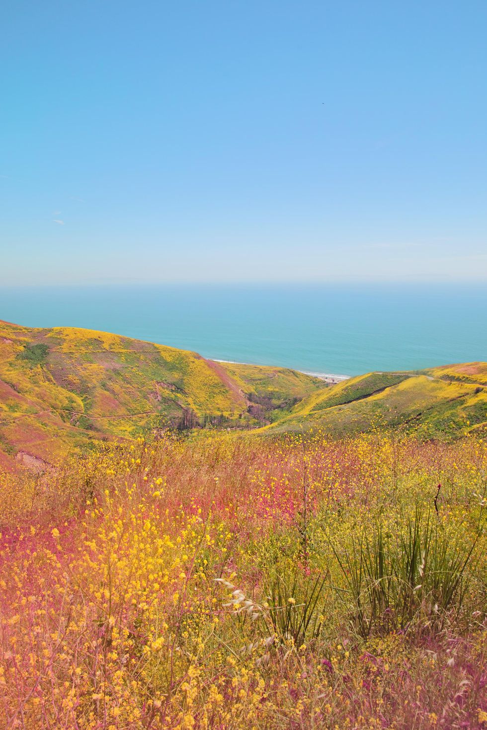 verical shot of flower field