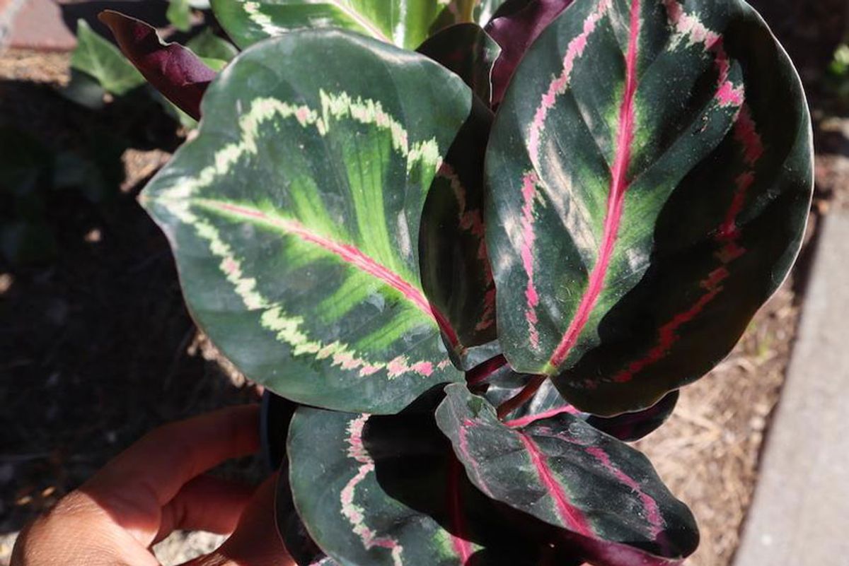 wellness and releaf calathea rosea picta dottie