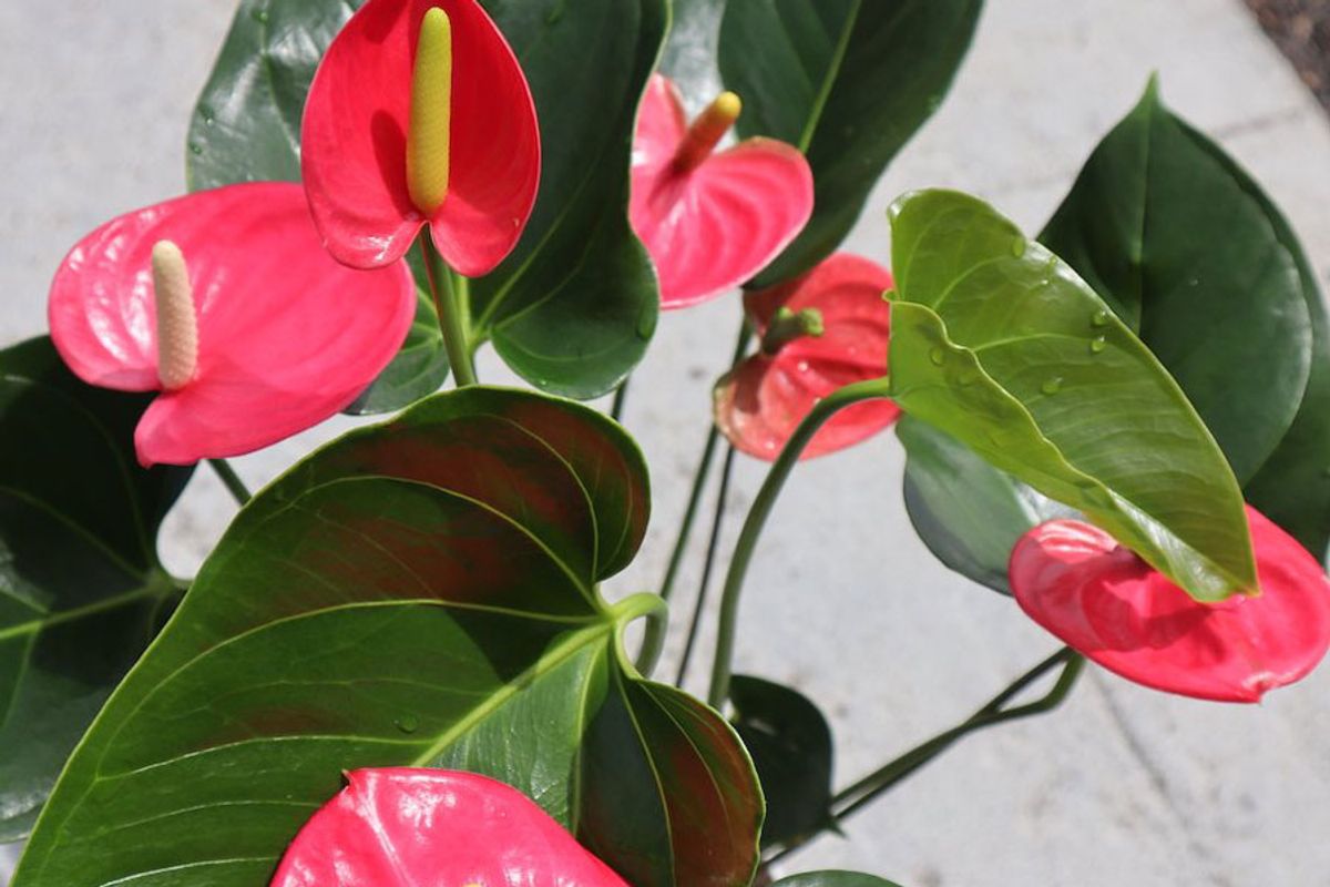 wellness and releaf pink flamingo plant