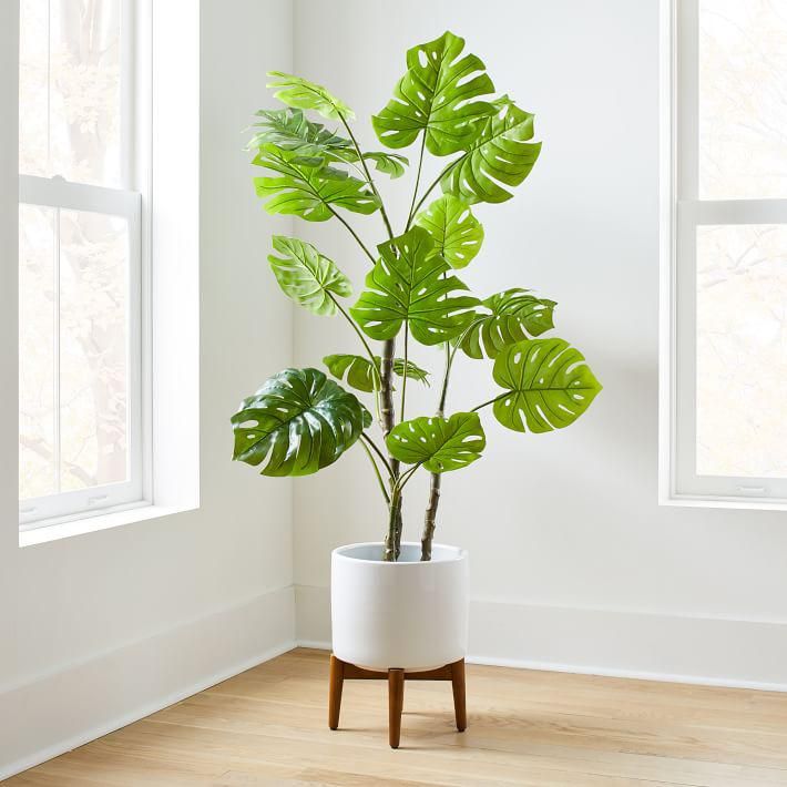 West Elm Potted Monstera Plant