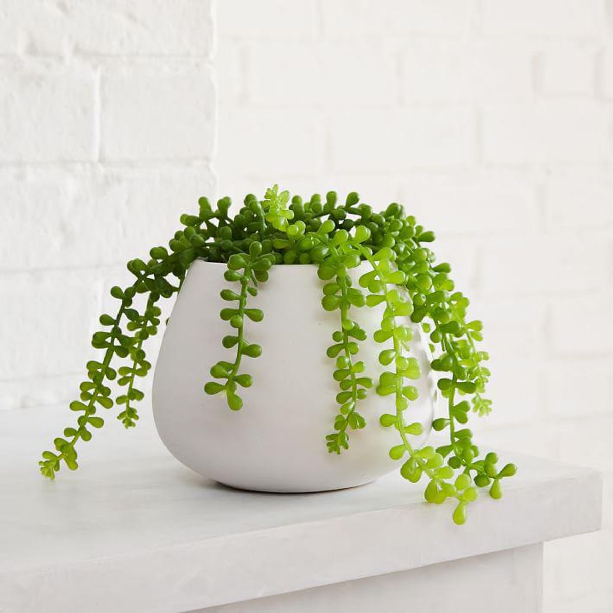 West Elm Trailing Succulent