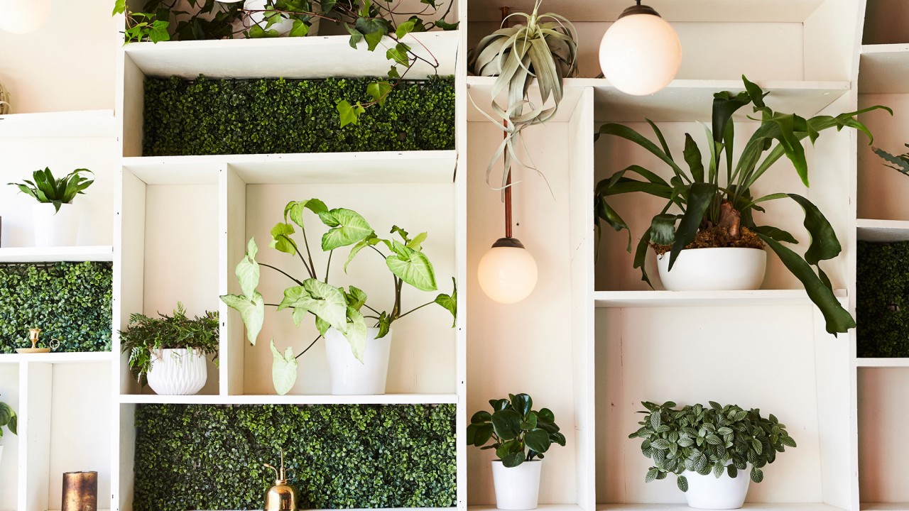Our Guide to Keeping Indoor Plants Alive as Long as ...