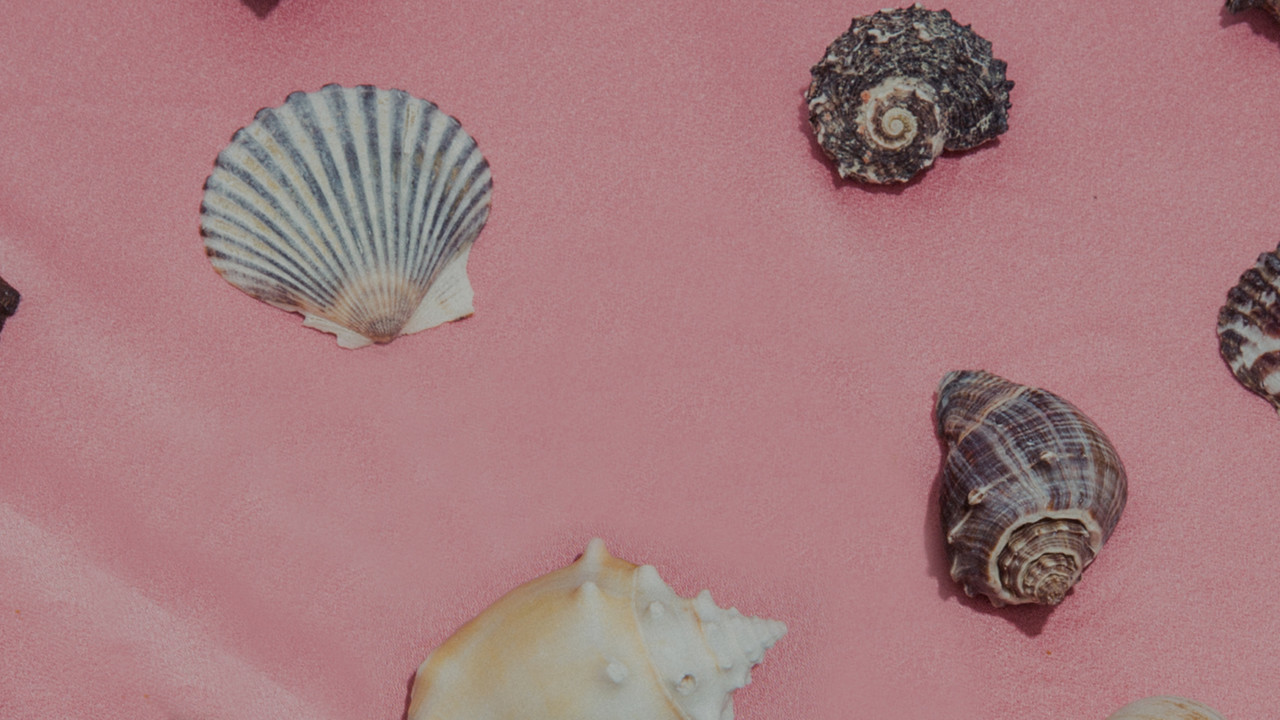 Seashell Market Still Life Header New