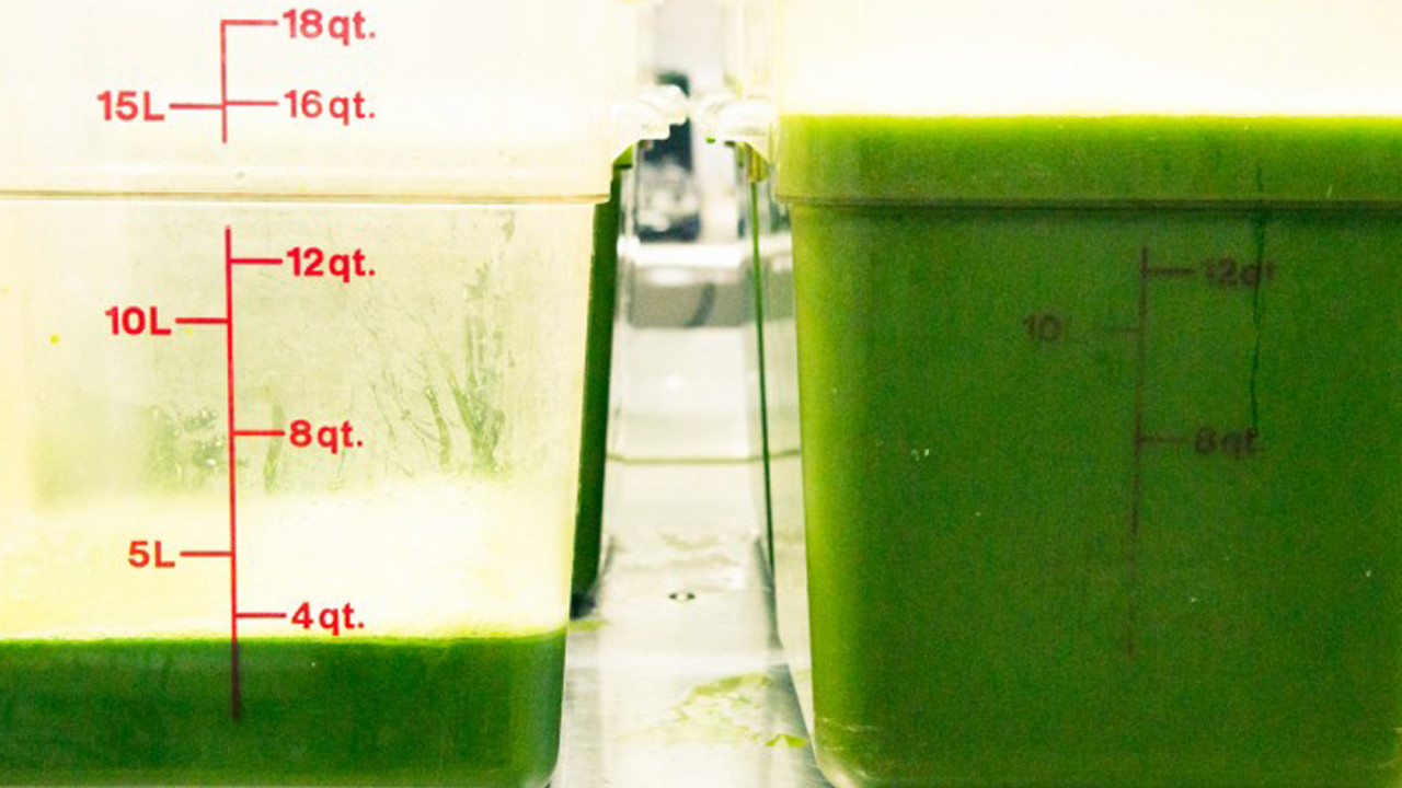 truth about celery juice trend