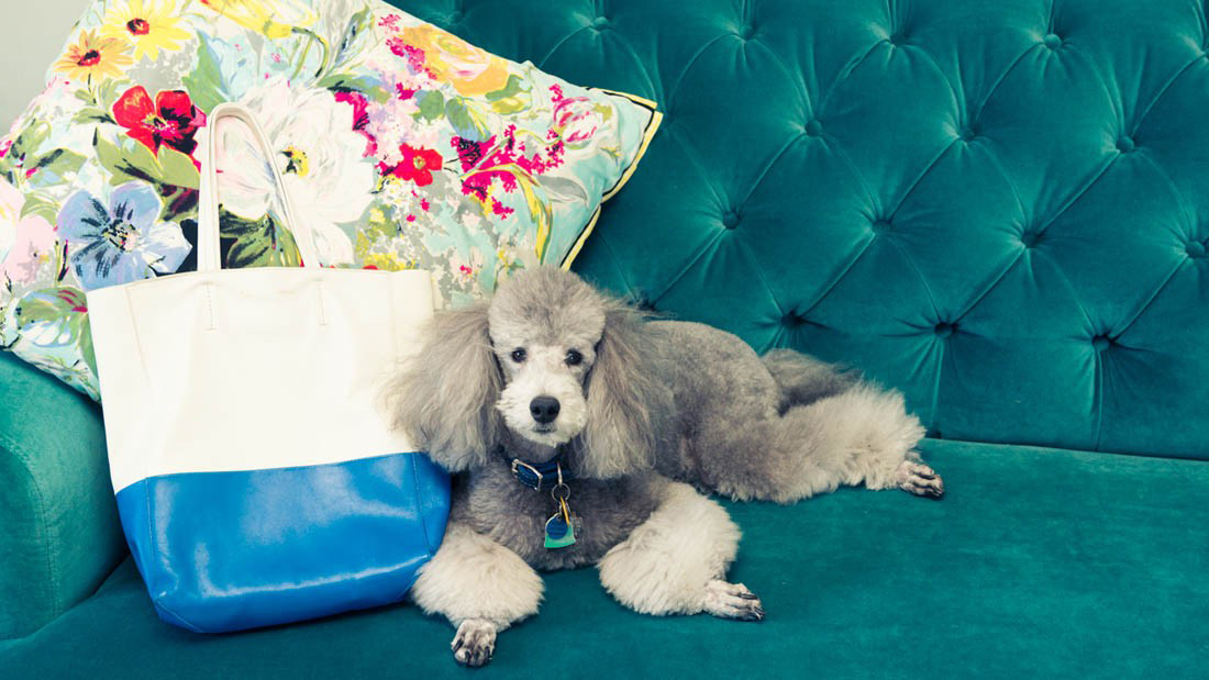 wellness industry now targeting pets
